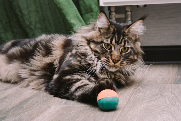 Portrait de gros Maine Coon moelleux gisant sur le sol avec balle de jouet