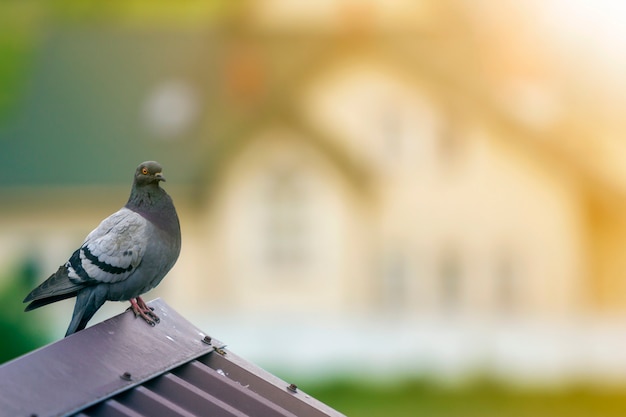 portrait de gros pigeon gris perché au sommet d'un toit