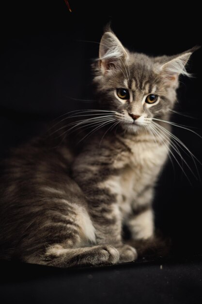 Portrait en gros plan de l'adorable chat Maine Coon qui regarde isolé sur un fond noir Vue de devant