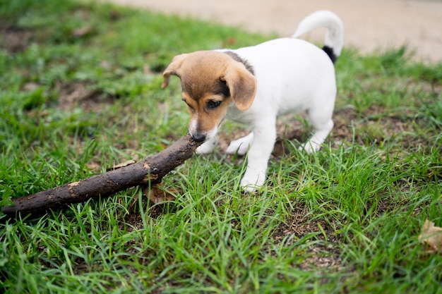 Photo portrait en gros plan d'un adorable petit chiot jack russel terrier mâchant une branche en bois à pied avec des animaux de compagnie à la maison nouvel ami animal