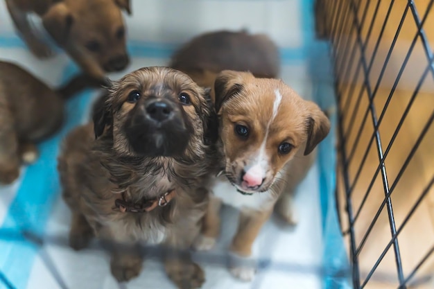 Portrait en gros plan d'adorables chiots sans-abri de race mixte à l'intérieur de leur maison temporaire, les chiens de chiot s'assoient