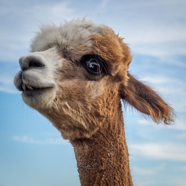 Portrait en gros plan d'un alpaca contre le ciel