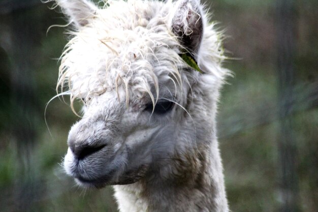 Portrait en gros plan d'un alpaca