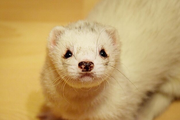 Portrait en gros plan de l'animal blanc