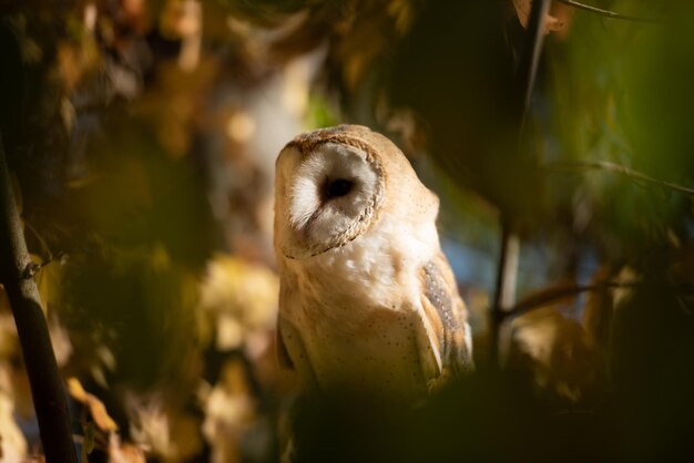 Portrait en gros plan d'un animal