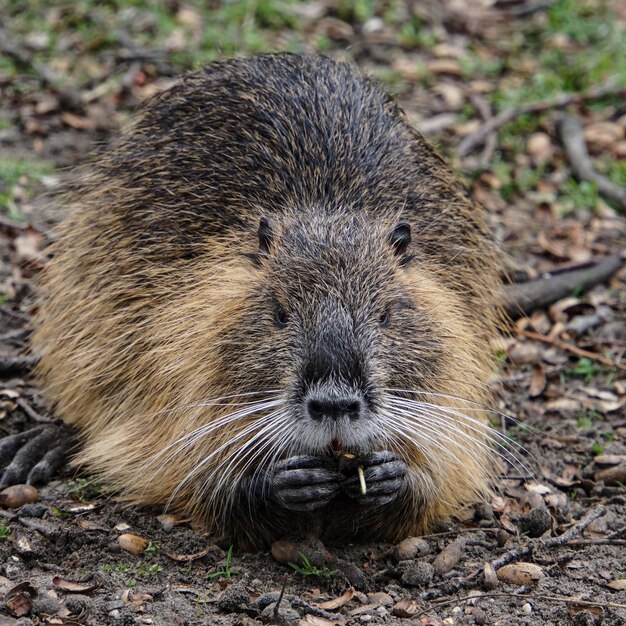 Portrait en gros plan d'un animal