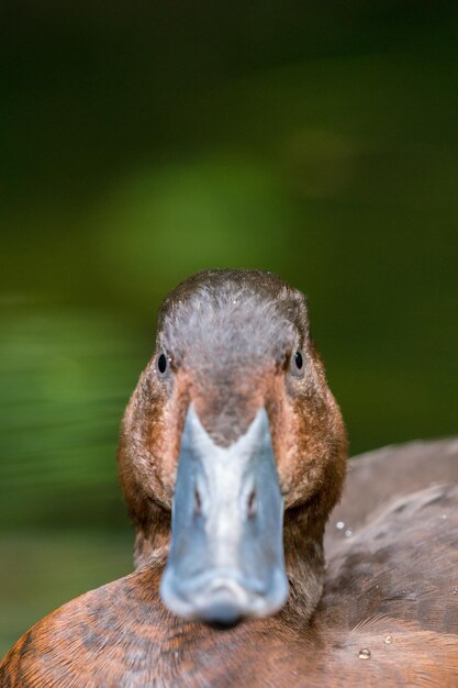 Photo portrait en gros plan d'un animal