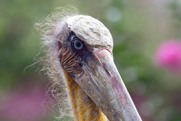 Portrait en gros plan d'un Bangau tongtong Leptoptilos javanicus