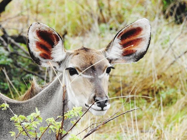 Photo portrait en gros plan d'un cerf dans la forêt