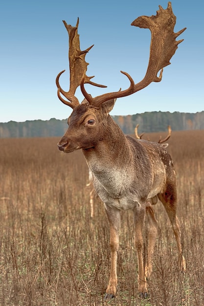 Portrait en gros plan d'un cerf majestueux avec de grands bois d'automne dans l'après-midi dans une forêt de clairière