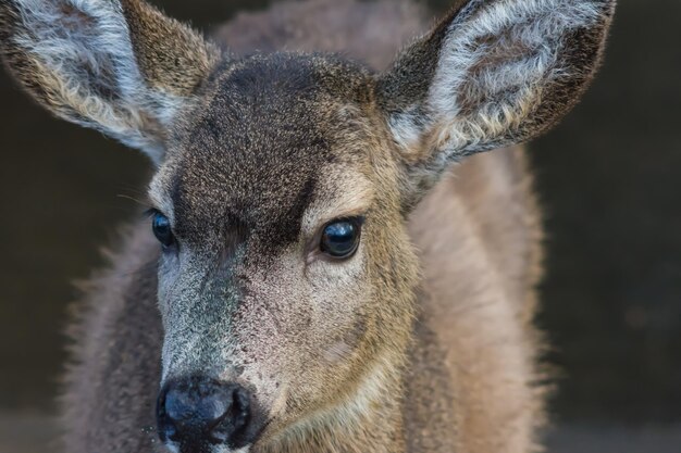 Photo portrait en gros plan d'un cerf