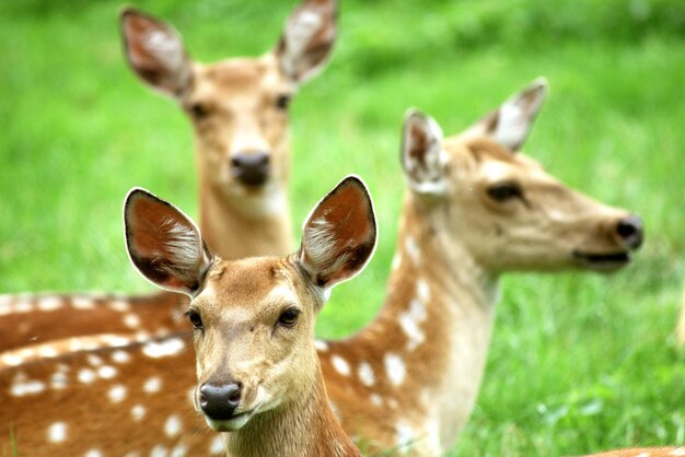 Photo portrait en gros plan d'un cerf