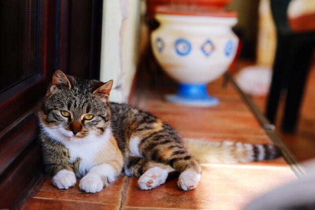 Photo portrait en gros plan d'un chat allongé à la maison