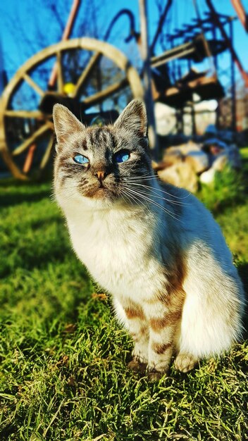 Photo portrait en gros plan d'un chat assis sur un champ