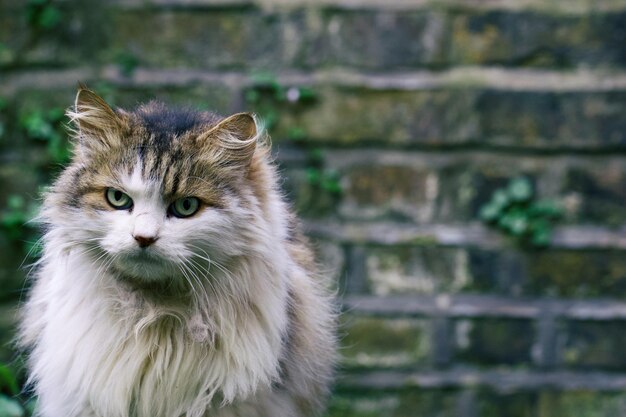 Photo portrait en gros plan d'un chat assis contre le mur