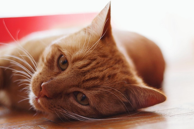 Portrait en gros plan d'un chat au repos