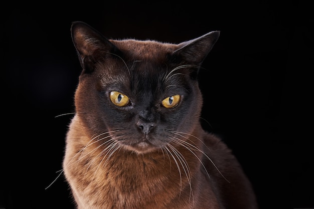 Portrait en gros plan de chat birman brun avec fourrure couleur chocolat et yeux jaunes sur fond noir.