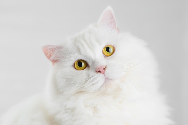 Portrait en gros plan d'un chat blanc