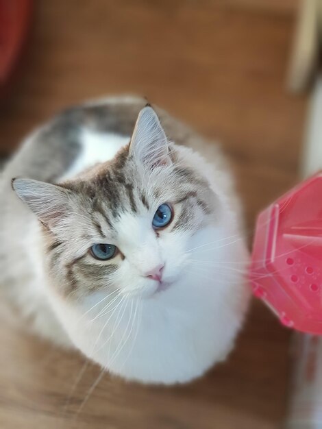 Portrait en gros plan d'un chat blanc