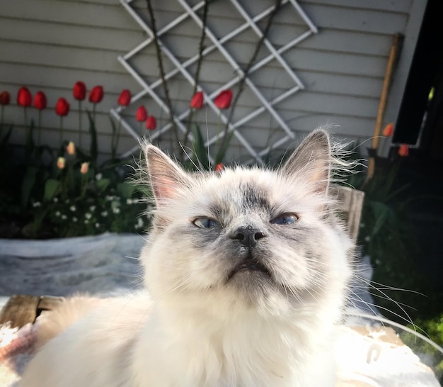 Photo portrait en gros plan d'un chat dans la cour arrière