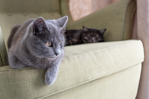 Portrait en gros plan d'un chat domestique à poil court gris assis sur un fauteuil vert. deux chats à la maison. Image pour clinique vétérinaire, alimentation animale, blog de chat.