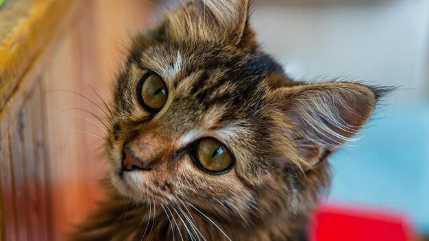 Photo portrait en gros plan d'un chat domestique à rayures grisesimage pour les sites de cliniques vétérinaires sur les chats pour la nourriture pour chats