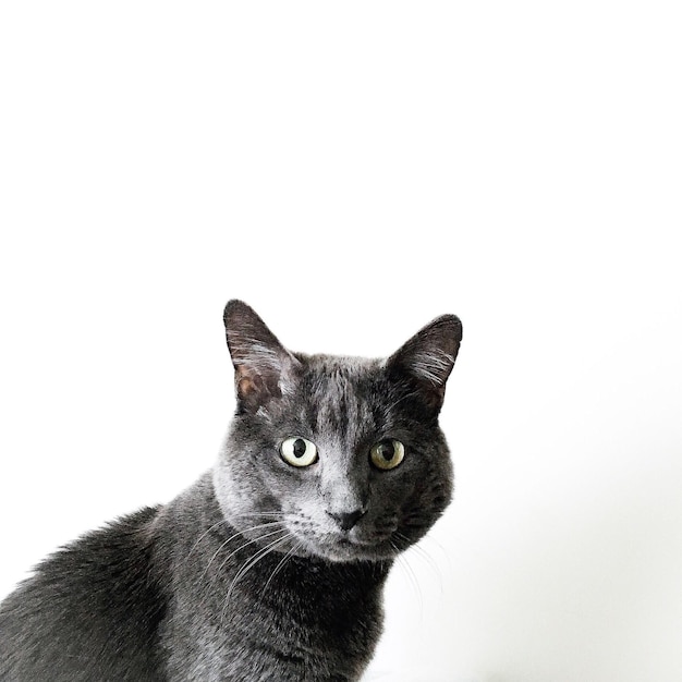 Portrait en gros plan d'un chat sur fond blanc