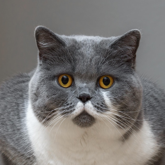 Portrait en gros plan d'un chat sur un fond gris