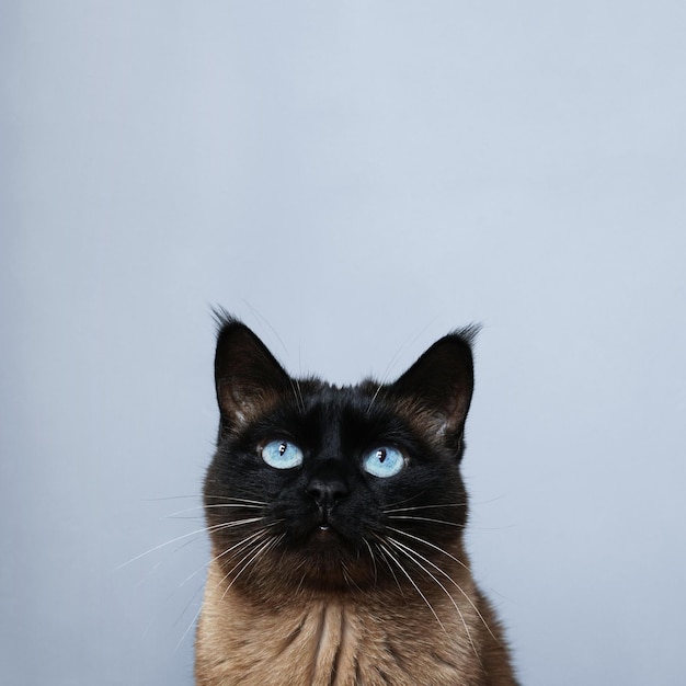 Portrait en gros plan d'un chat sur fond gris