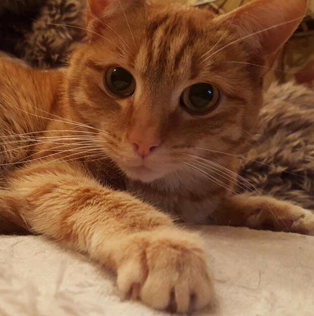 Portrait en gros plan d'un chat à l'intérieur