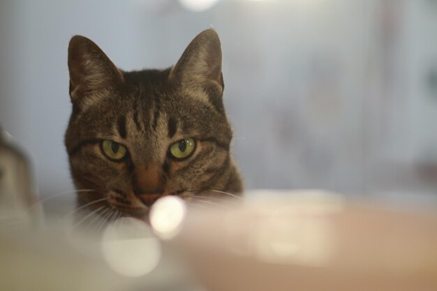 Photo portrait en gros plan d'un chat à la maison