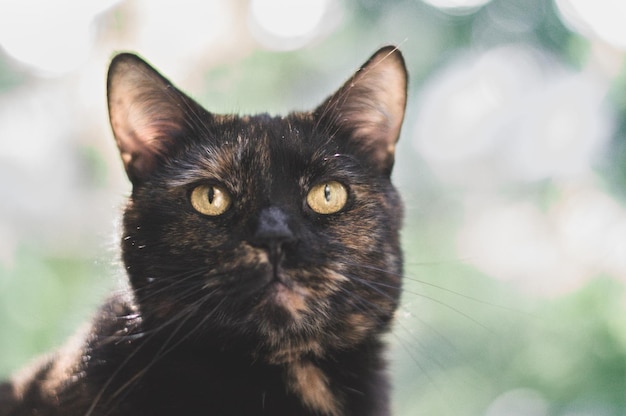 Portrait en gros plan d'un chat noir