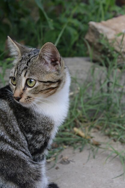 Photo portrait en gros plan d'un chat qui détourne le regard