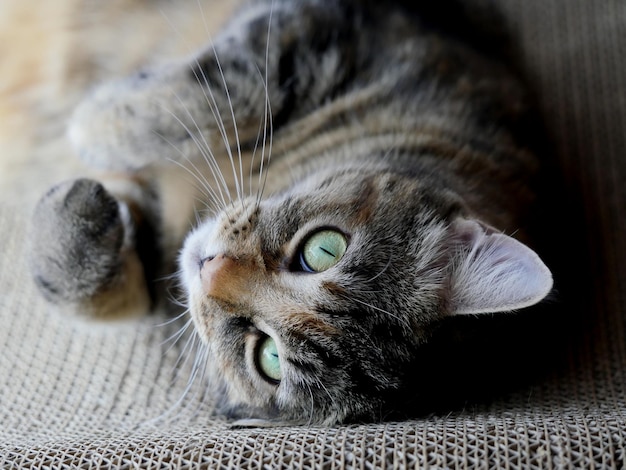 Portrait en gros plan d'un chat qui se détend