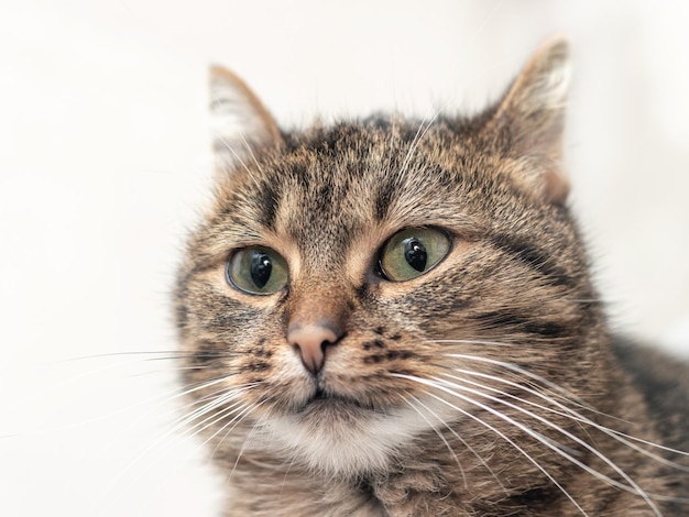 Portrait en gros plan d'un chat rayé brun un peu effrayé sur fond clair