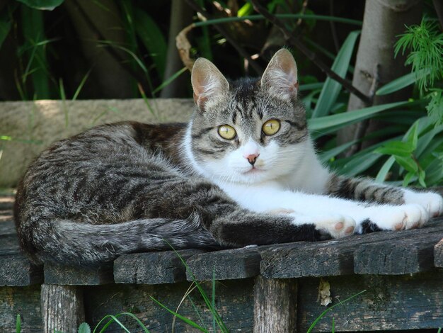 Photo portrait en gros plan d'un chat se détendant sur du bois