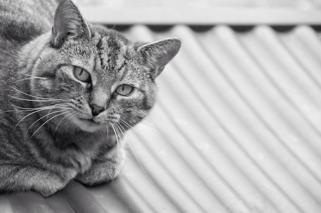 Photo portrait en gros plan d'un chat tabby qui détourne le regard