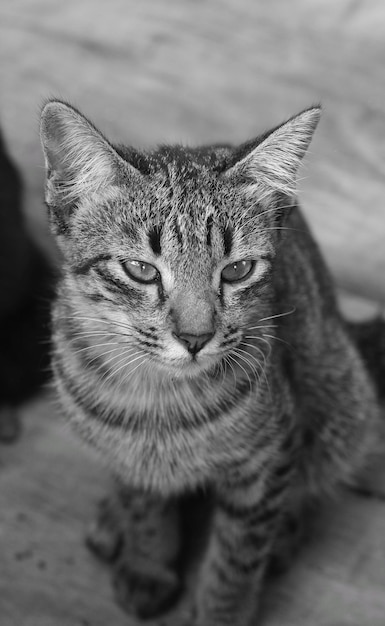 Portrait en gros plan d'un chat tabby