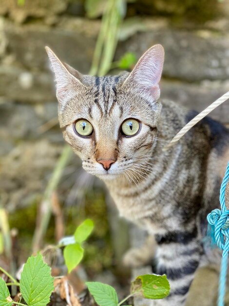 Photo portrait en gros plan d'un chat tabby