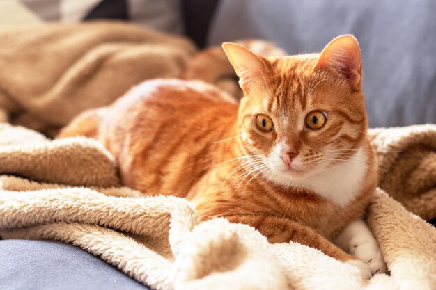 Portrait en gros plan d'un chat tigré domestique