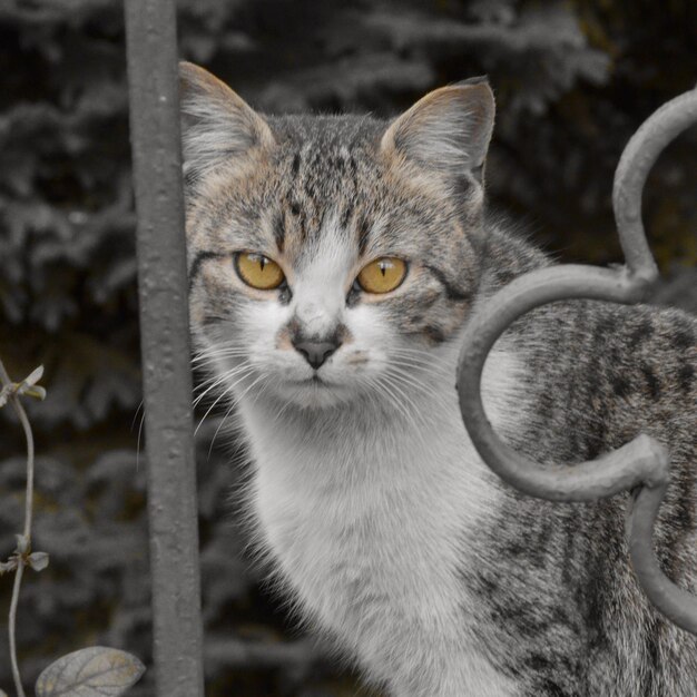 Photo portrait en gros plan d'un chat