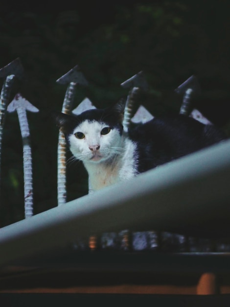 Photo portrait en gros plan d'un chat