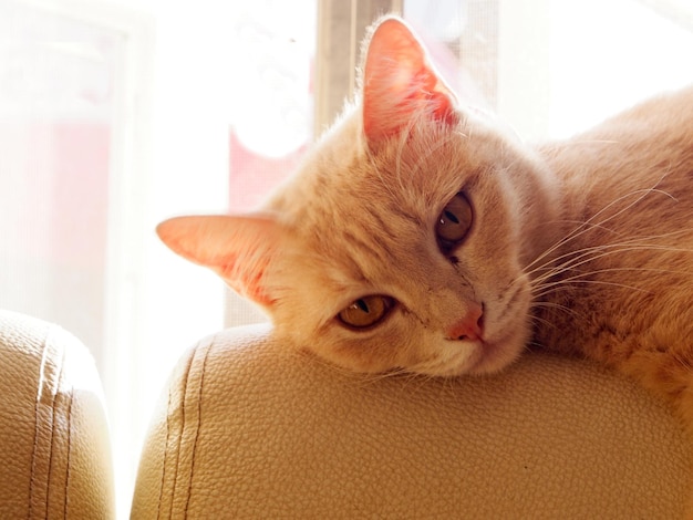 Portrait en gros plan d'un chat