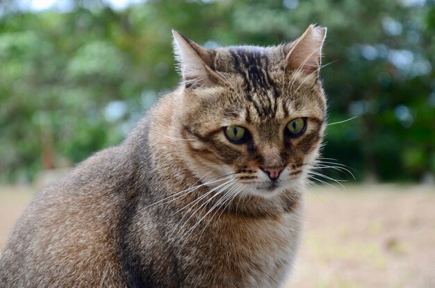 Photo portrait en gros plan d'un chat