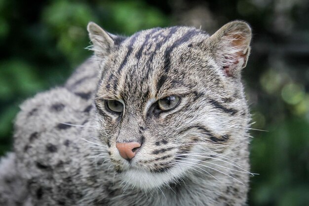 Photo portrait en gros plan d'un chat