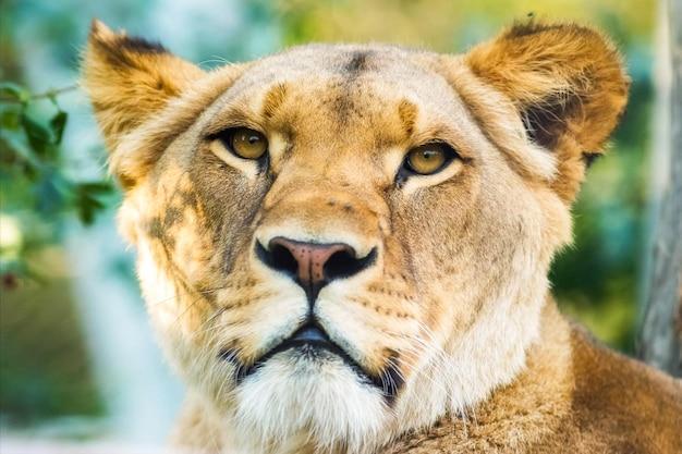 Photo portrait en gros plan d'un chat