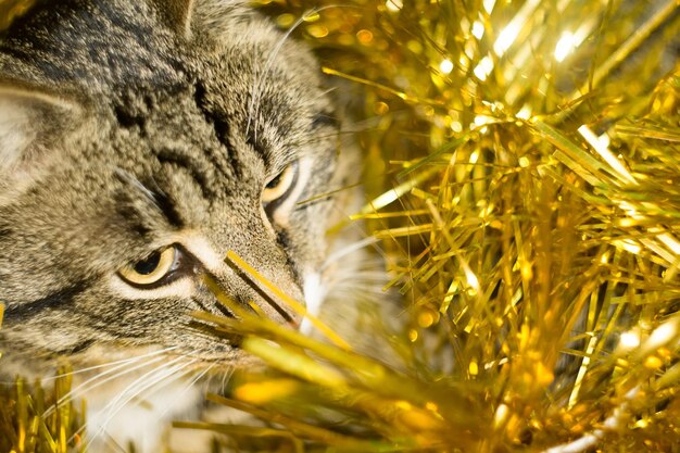 Portrait en gros plan d'un chat