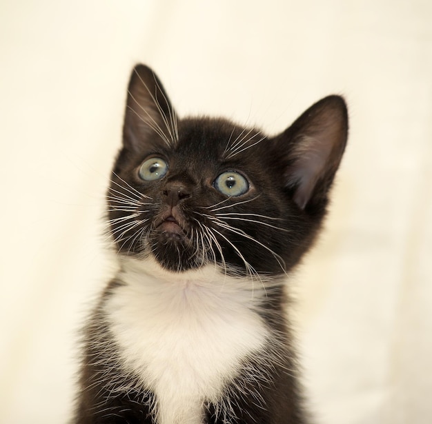Portrait en gros plan d'un chat