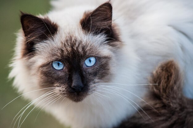 Photo portrait en gros plan d'un chat