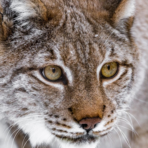 Photo portrait en gros plan d'un chat